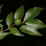 Psidium oligospermum Ffrwyth