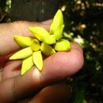 Desmopsis oerstedii Otro