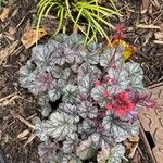 Heuchera sanguinea Elinympäristö