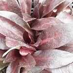 Lobelia cardinalis Leaf