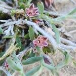 Polygonum paronychioides Floare