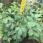 Crotalaria pallida Хабит