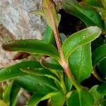 Epilobium anagallidifolium Bark