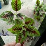 Euphorbia graminea Φύλλο