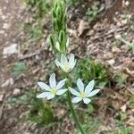 Loncomelos narbonense Flower