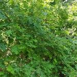 Quercus macrocarpa Облик