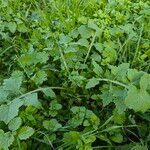 Lactuca floridana Hábito