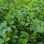 Lactuca floridana ശീലം