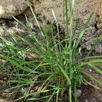 Allium tuberosum Blatt