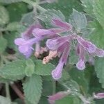 Nepeta × faassenii Floare