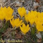 Sternbergia sicula आदत