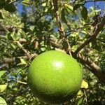 Strychnos spinosa Frucht