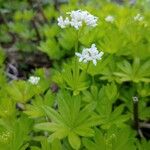 Galium odoratumFloro