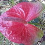 Anthurium andraeanum Flower