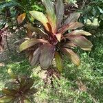 Cordyline fruticosaLapas