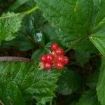 Rubus saxatilis 果實