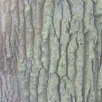 Quercus cerris Bark