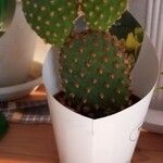 Opuntia microdasys Folha