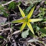 Gagea reticulata Flower