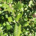 Quercus agrifolia Fulla