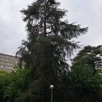 Cedrus atlanticaPokrój