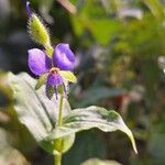 Tinantia erecta Blüte