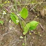 Alisma triviale Leaf