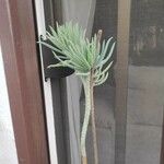 Dudleya edulis Hoja
