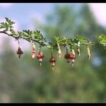 Ribes roezlii Flower