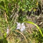 Dianthus hyssopifoliusFlower