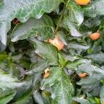 Solanum pseudocapsicum Frucht