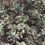 Cotoneaster bullatus 葉