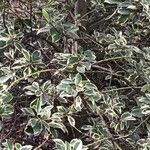 Cotoneaster bullatus ᱥᱟᱠᱟᱢ