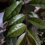 Pereskia aculeata 叶