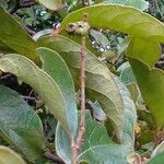 Byrsonima verbascifolia Fruit