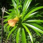 Thevetia peruviana Цветок