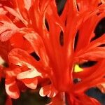 Hibiscus schizopetalus Flor