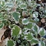 Plectranthus madagascariensis 叶