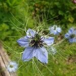 Nigella damascenaBlüte