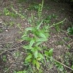 Cynoglossum germanicum Natur