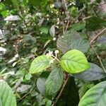 Psychotria cupularis Lorea