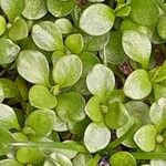 Polycarpon tetraphyllum Blad