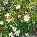 Dryas octopetala फूल