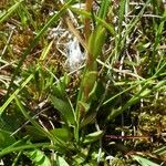 Saxifraga hirculus Leaf