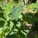 Quercus × rosacea Blad