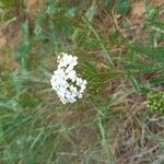 Achillea setacea Habitus