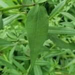 Chenopodium album Blad