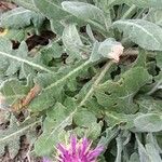 Centaurea seridis Fiore