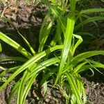 Carex muskingumensis ഇല