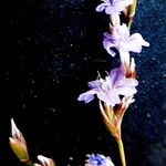 Limonium bocconei Flor